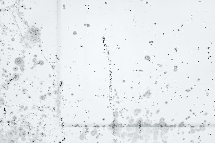 Mold Testing